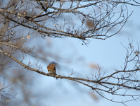 Eastern Bluebird 6177